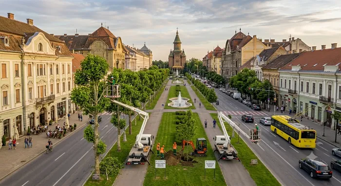 Plantare de arbori pe un bulevard central, cu nacele și utilaje, în timpul lucrărilor