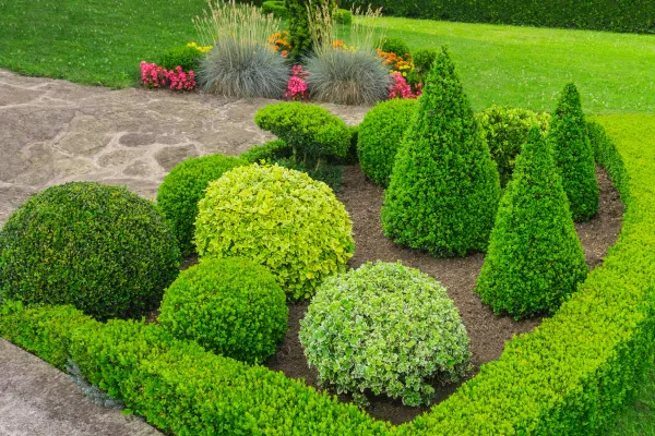 Rond de topiary cu buxus tuns în sfere și conuri, borduri vii și flori